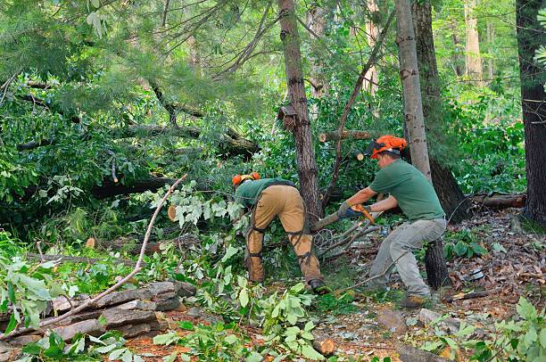 Best Arborist Consultation Services  in Fort Lee, NJ